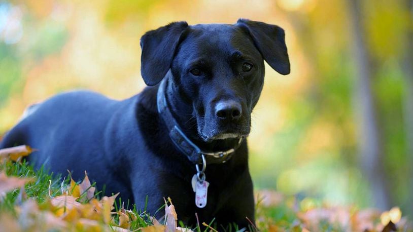 Teddy is wearing his dog tags, including one that shows his rabies information. CONTRIBUTED