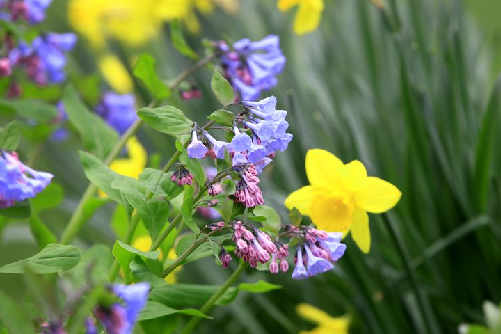 Virginia Bluebells bloom at Aullwood Garden MetroPark