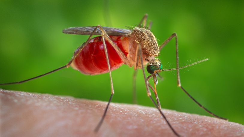 This 2014 photo provided by the U.S. Centers for Disease Control and Prevention shows a female Culex quinquefasciatus mosquito on the skin of a human host. (James Gathany/CDC via AP)