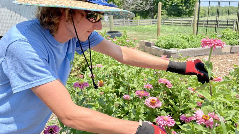 Possum Creek MetroPark has a pick-your-own flowers, produce and herb program on Wednesday nights. Pictured is education specialist Jon Zebrowski. NATALIE JONES/STAFF