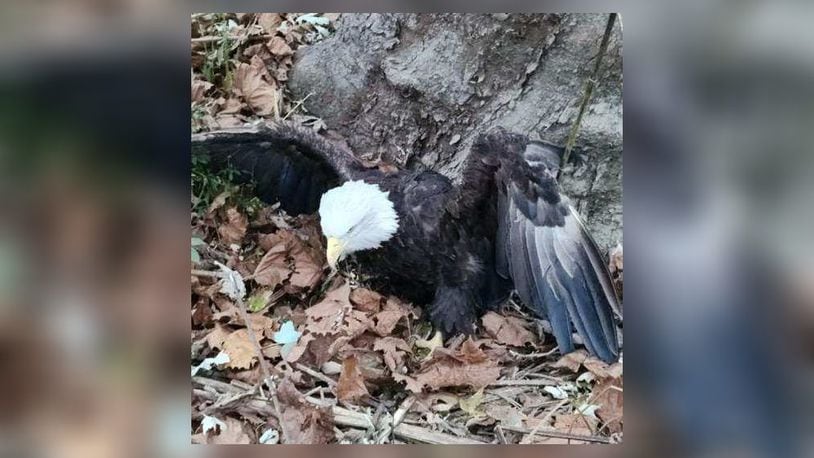 An ill bald eagle found at Englewood MetroPark on Monday, Nov. 6, 2023, who was being cared for at the Glen Helen Raptor Center has died. Photo courtesy Five Rivers MetroParks.