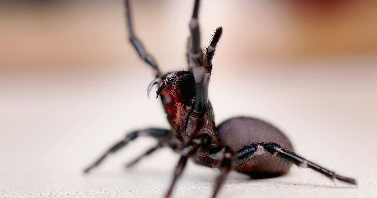 RI man bitten by brown recluse spider