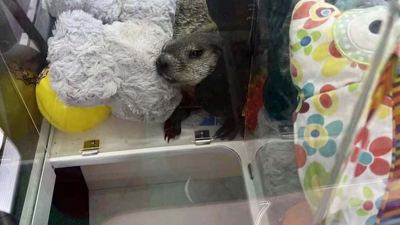 In this photo provided by Lynn Castle is a groundhog dubbed Colonel Custard, July 30, 2024, in Hollidaysburg, Pa. (Lynn Castle via AP Photo)