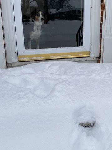 Kettering snow dog