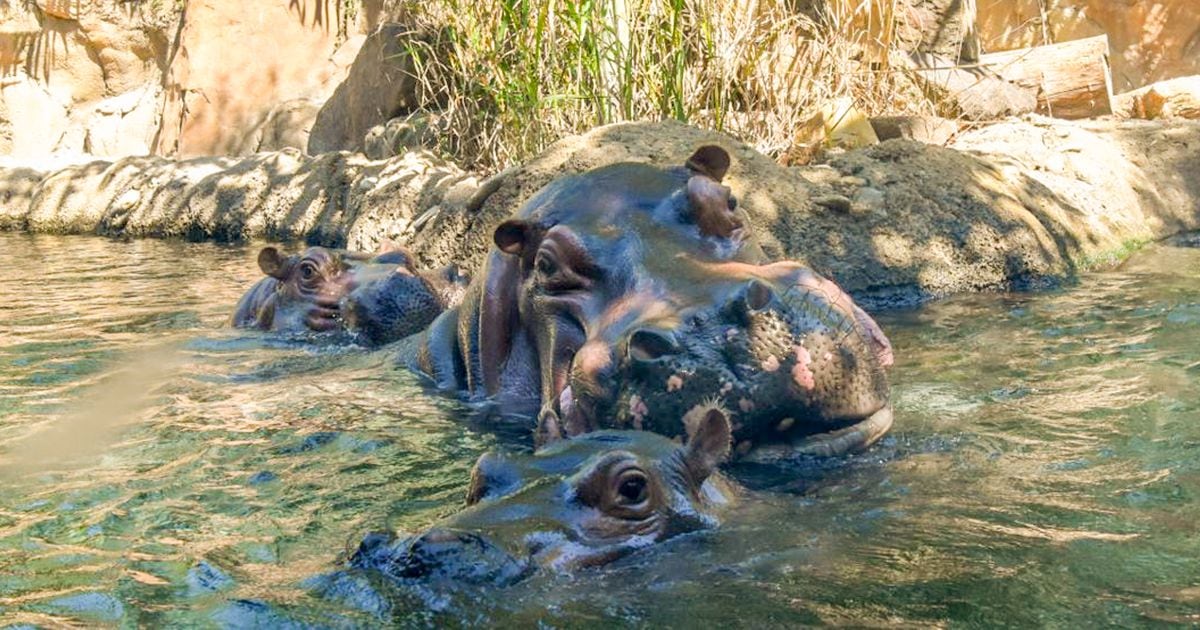 Joe Burrow ends Fiona the hippo's run as most popular Cincinnatian