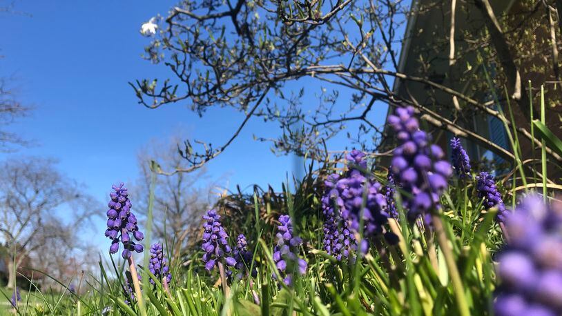Grape hyacinth flowers poke the the grass in a Kettering yard on a sunny Easter Sunday, 2022.
