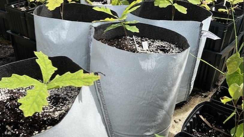 Cox Arboretum is experimenting with a new planting bag in its tree nursery. CONTRIBUTED