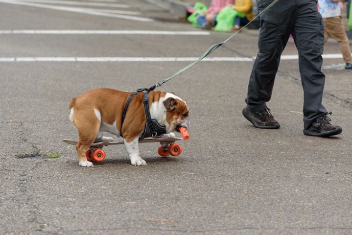 PHOTOS: 2024 Tipp City Mum Festival Parade