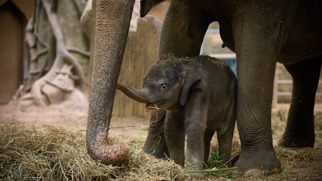 baby elephant columbus zoo