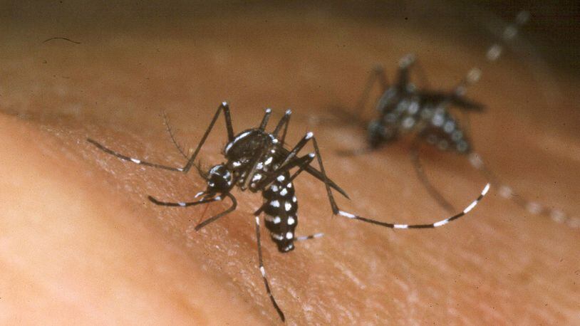 An Asian Tiger mosquito feeds from the blood from a person in an undated photo. (Photo by Jack Leonard/New Orleans Mosquito and Termite Control Board/Getty Images)