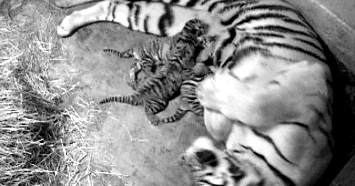 Tiger cubs born at Cincinnati Zoo, genetically important