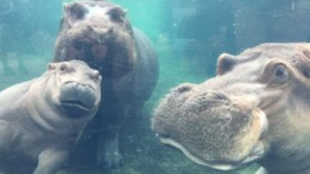 Premature Baby Hippo Fiona Pictured With Parents For First Time At Cincinnati Zoo