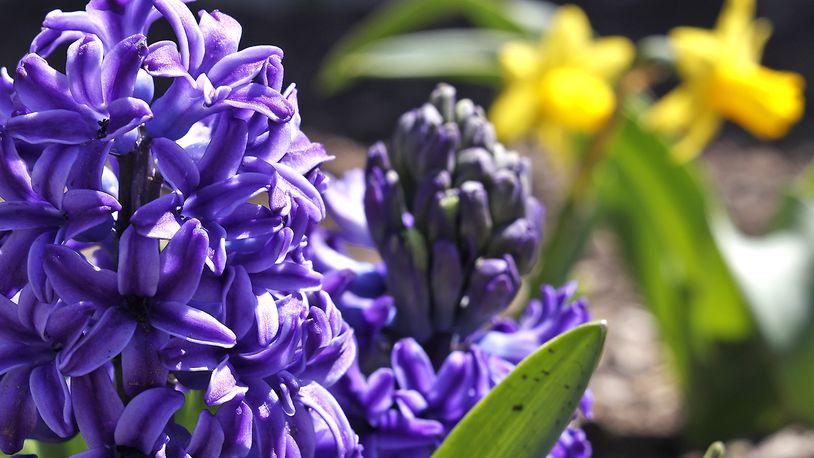 Kissed by sunshine and warm weather over the past few days, spring flowers have started popping up and showing their bright colors throughout the Springfield area marking the re-awakening of Mother Nature for another year. BILL LACKEY/STAFF