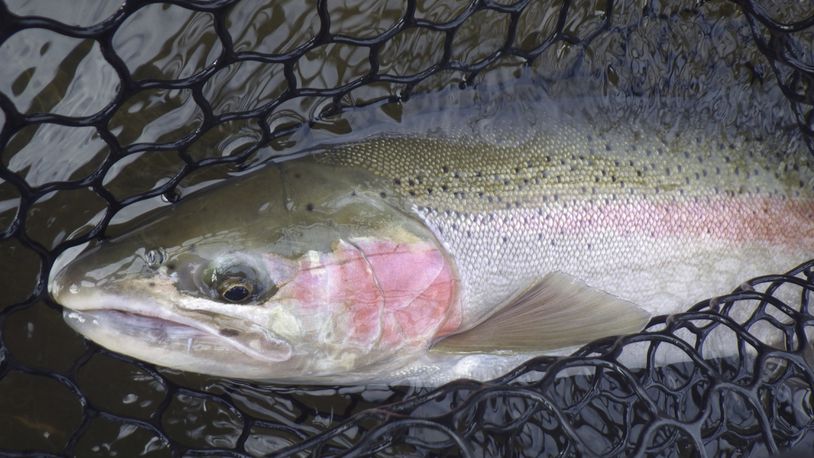 This time of year starts the annual run of migratory rainbow trout – steelhead – in the tributaries of Lake Erie.