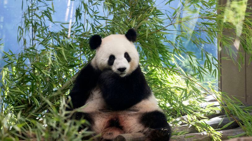 Female panda Meng Meng, who is pregnant with twins, sits in her enclosure at the Berlin Zoo, Tuesday, Aug. 13, 2024. (Sebastian Gollnow/dpa via AP)