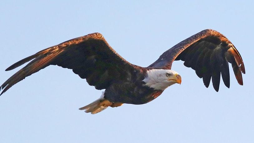 Authorities in Indiana are investigating after a bald eagle was found shot Saturday, Dec. 21, 2019, in Lawrence County. The eagle later died of its wounds, according to authorities.