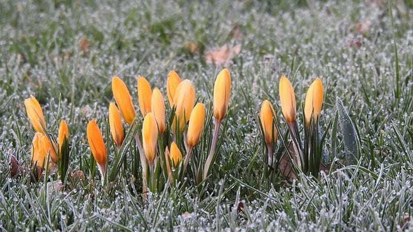 Yellow crocus on a frosty morning. pixabay.com