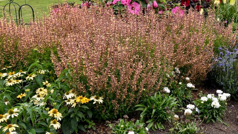 This image provided by Proven Winners shows Meant to Bee Queen Nectarine hummingbird mint plants growing in a garden bed. The 2023 introduction is beloved by bees. (Proven Winners via AP)