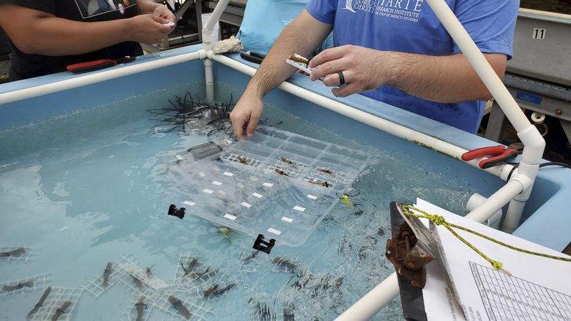 Researchers with Texas A&M University-Corpus Christi and Nova Southeastern University prepare live corals for transport at the NSU's Oceanographic Campus in Dania Beach, Fla., Sept. 18, 2024. (AP Photo/David Fischer)