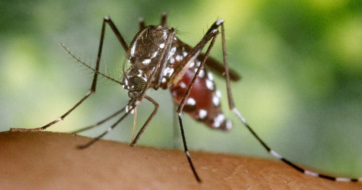 West Nile virus discovered in Washington Twp. Mosquitoes