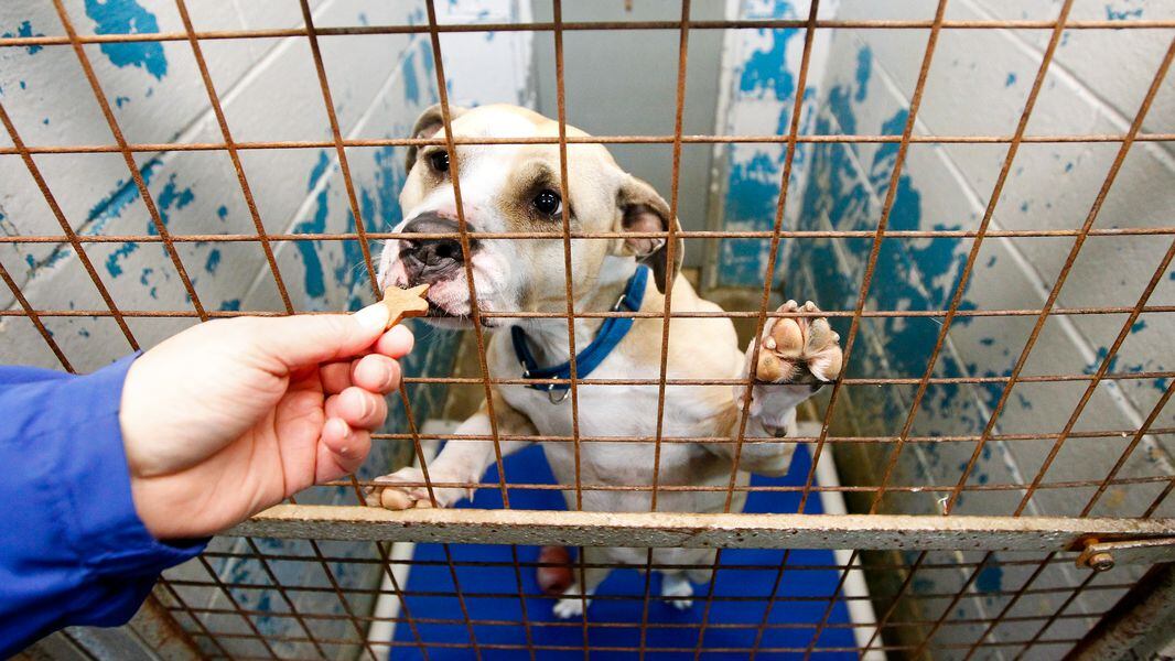 A Campaign Against Puppy Mills In Ohio Clears First Hurdle