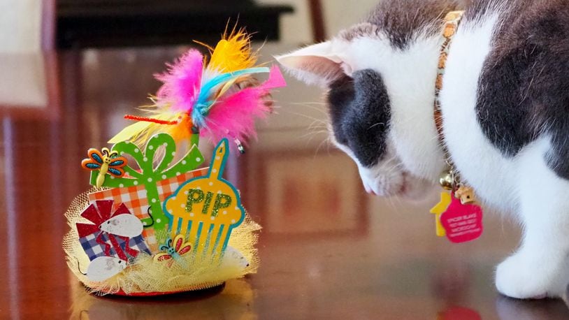 Pip checking out his birthday hat.