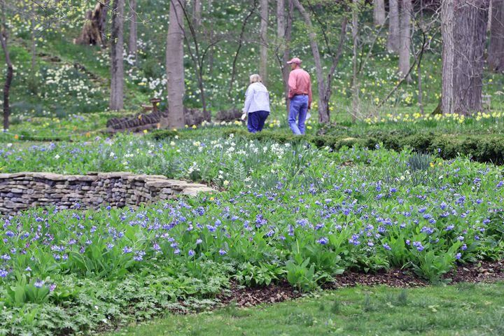 Virginia Bluebells bloom at Aullwood Garden MetroPark