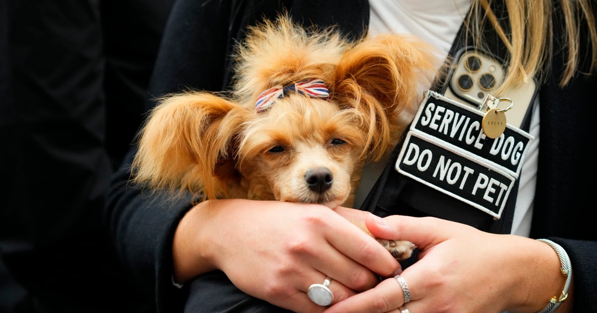 What is a service dog in Ohio? Some may skirt the rules, but it’s not illegal