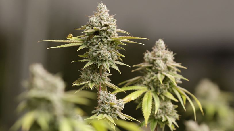 FILE - Marijuana buds ready for harvest rest on a plant at AT-CPC of Ohio, Jan. 28, 2019, in Akron, Ohio. A new law banning foreign nationals and green card holders from contributing to state ballot campaigns in Ohio curtails the constitutionally protected rights of free speech and association, according to a lawsuit filed Thursday, June 28, 2024 in federal court. (AP Photo/Tony Dejak, File)