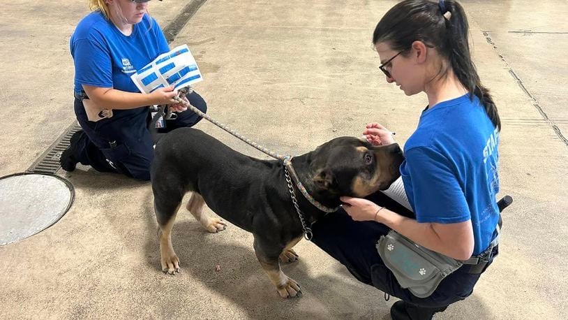 The Montgomery County Animal Resource Center is asking for public help adopting and fostering its current dogs after it helped the Montgomery County Sheriff’s Office rescue 33 dogs from a property. ARC VIA FACEBOOK