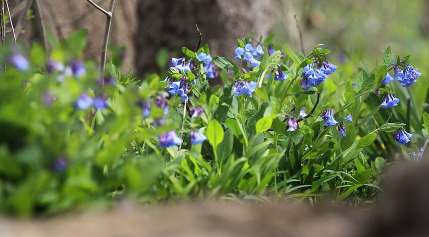 Virginia Bluebells bloom at Aullwood Garden MetroPark