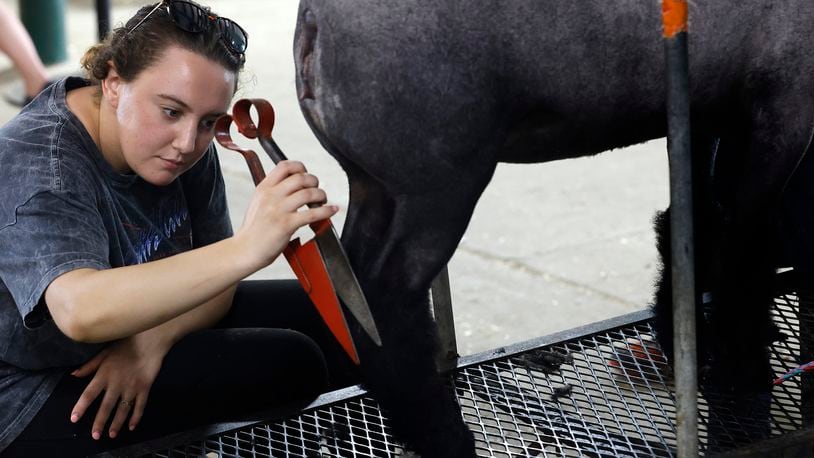 Kylie Mueller of Xenia does a little sheep grooming Tuesday, July 30, 2024 at the Greene County Fair. MARSHALL GORBY\STAFF