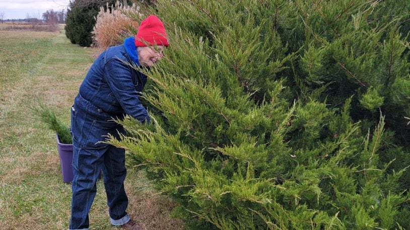 Clark County Master Gardener Volunteer Jill Pfister cuts juniper stems to be used to make holiday swags.