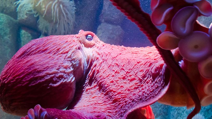 The giant pacific octopus is getting a large new habitat located in the Octopus Den at Newport Aquarium. CONTRIBUTED
