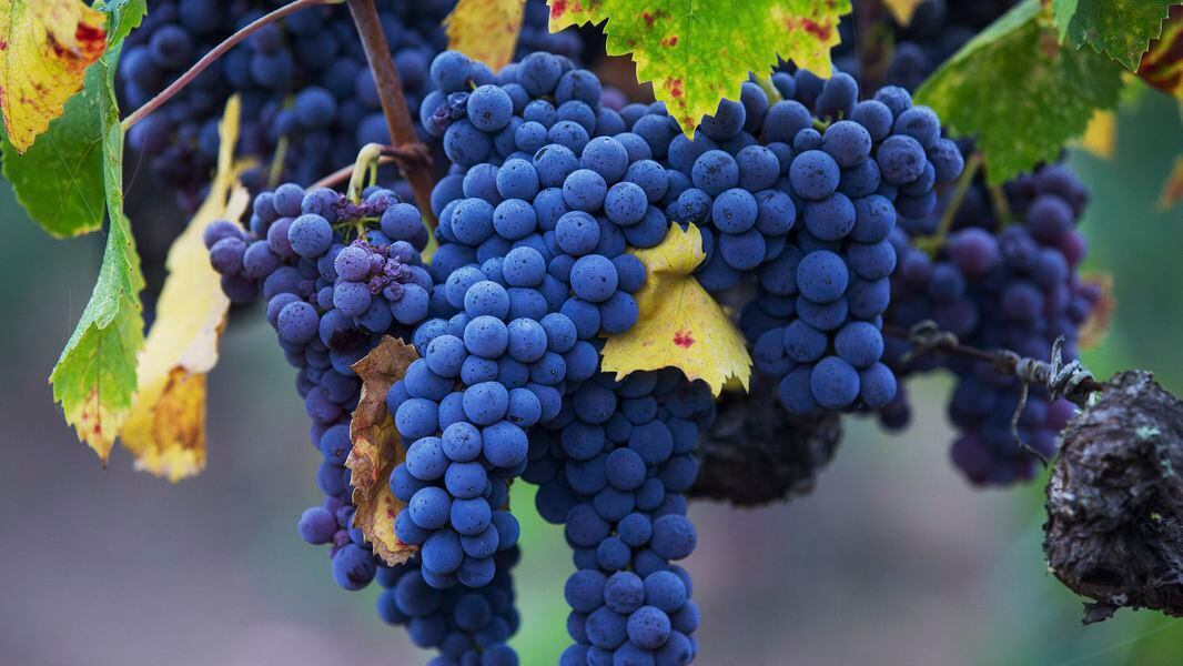 Featured image of post How to Make Red Wine Grapes