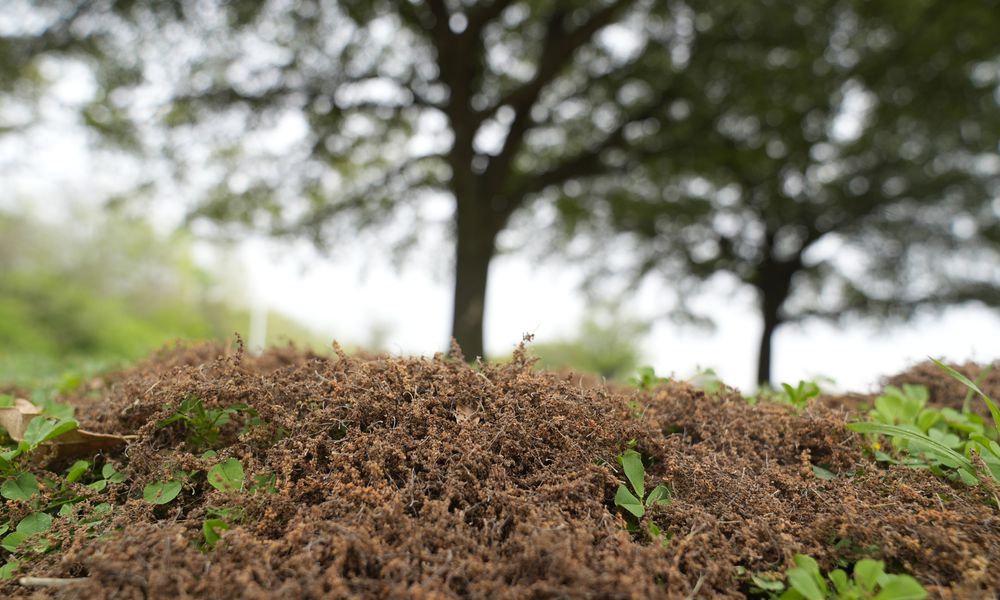 FILE - Tree pollen pods lay in a pile at a park in the Dallas suburb of Richardson, Texas, Thursday, March 21, 2024. The Asthma and Allergy Foundation of America issues an annual ranking of the most challenging cities to live in if you have allergies, based on over-the-counter medicine use, pollen counts and the number of available allergy specialists. In 2024, the top five were Wichita, Kansas; Virginia Beach, Virginia; Greenville, South Carolina; Dallas; and Oklahoma City. (AP Photo/LM Otero, File)