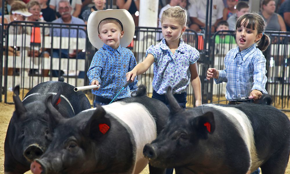 Some of the youngest competitors at the Clark County Fair got the chance to exhibit their showmanship skills during the Pee Wee Swine Showmanship contest Thursday, July 25, 2024. BILL LACKEY/STAFF