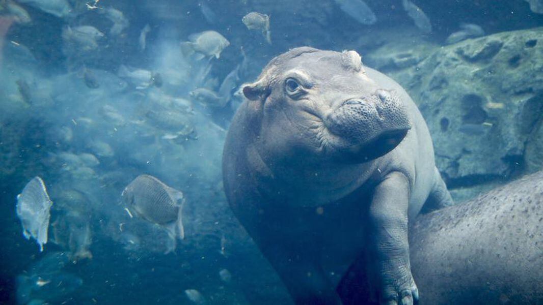 Happy Birthday Fiona The Cincinnati Zoo S Beloved Hippo Turns 2