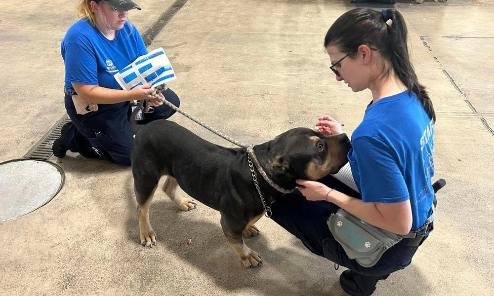 The Montgomery County Animal Resource Center is asking for public help adopting and fostering its current dogs after it helped the Montgomery County Sheriffs Office rescue 33 dogs from a property. ARC VIA FACEBOOK