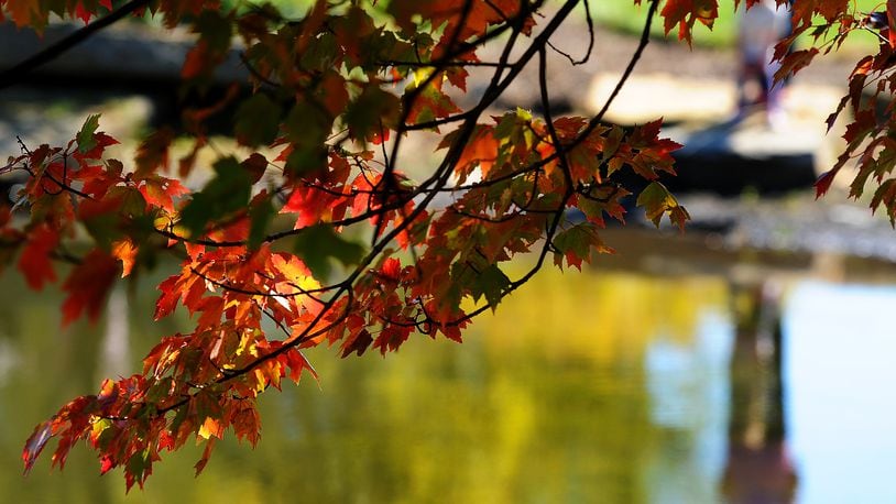 Cox Arboretum Metro Park is full of fall colors, Tuesday Oct. 24, 2023. MARSHALL GORBY\STAFF