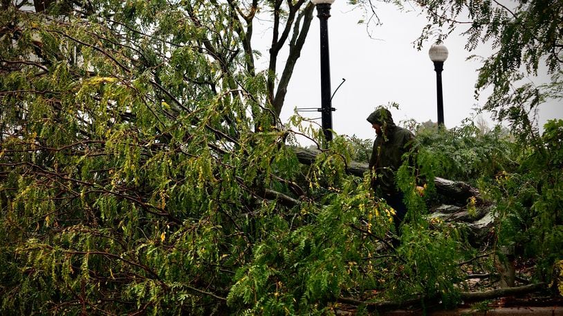 Several trees were felled during high wind and heavy rain Friday, Sept. 27, 2024, including this one at RiverScape MetroPark in downtown Dayton. MARSHALL GORBY \ STAFF