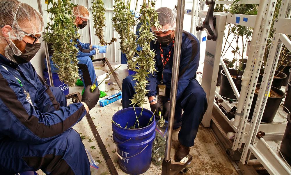 Pure Ohio Wellness employees harvest a small amount of the cannibus that's grown in their cultivation at production facility in Clark County Monday, Dec. 4, 2023. BILL LACKEY/STAFF