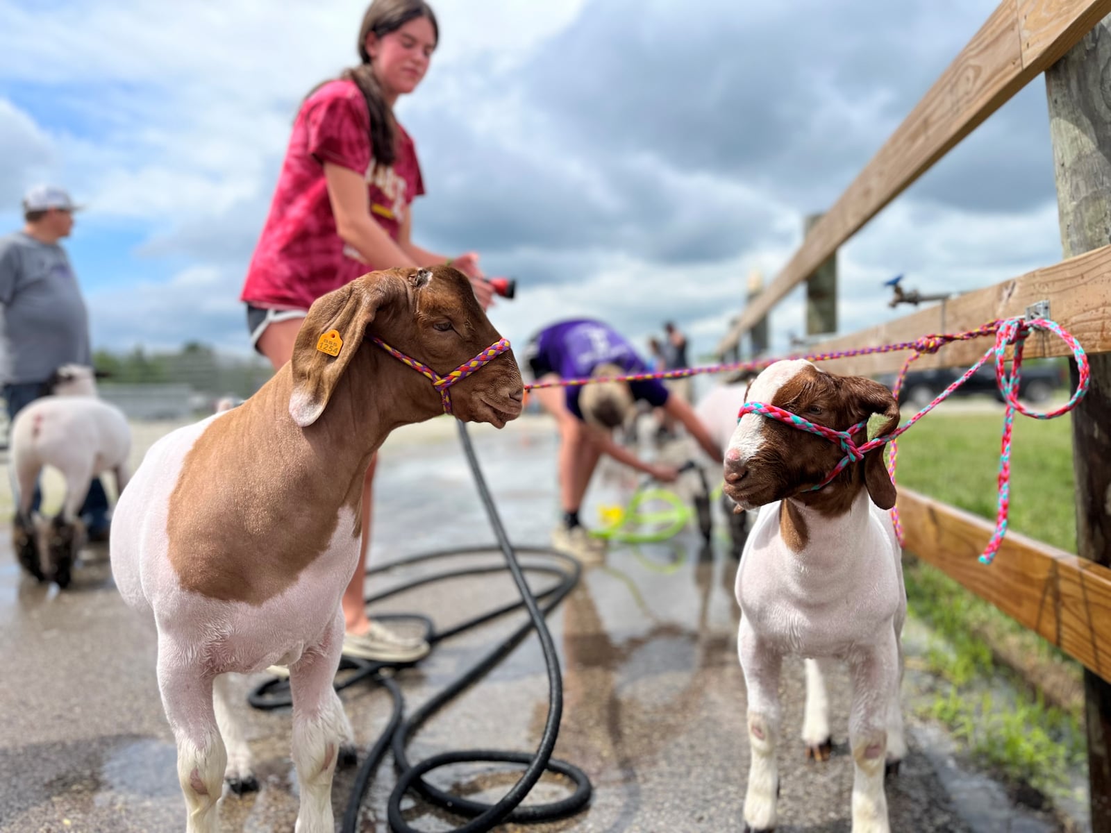 Morgan Michael, 17, of Farmersville, washes her goats at the 171st Montgomery County Fair on Sunday, July 9, 2023. CORNELIUS FROLIK / STAFF