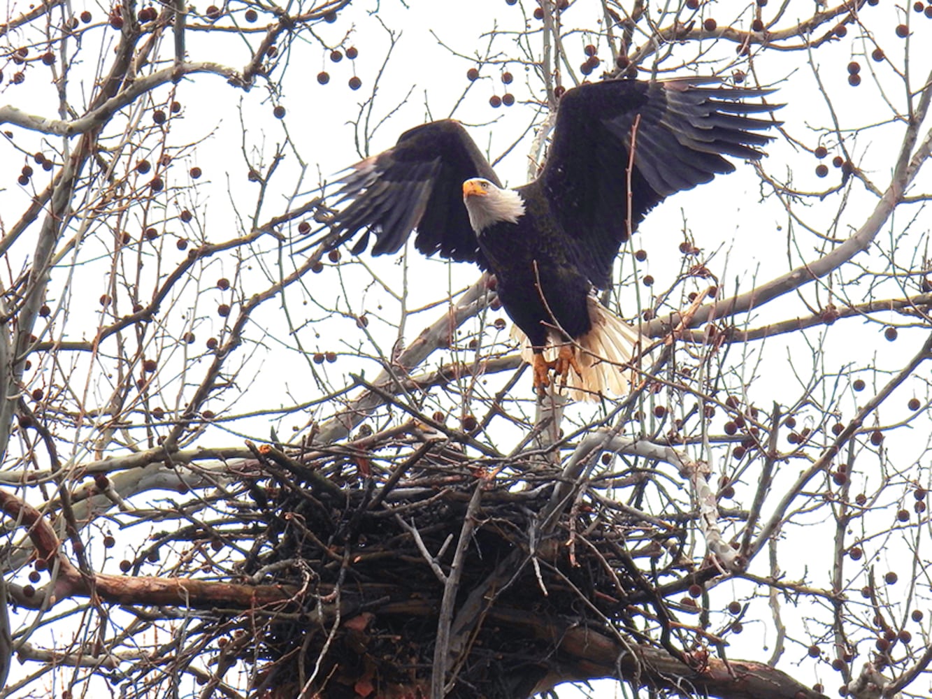 Carillon Park bald eagles