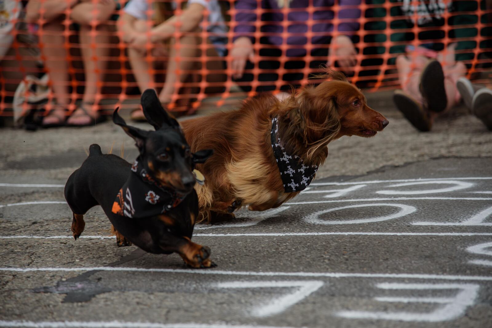 The Oregon District celebrated Kentucky Derby Day in Dayton on Saturday, May 5, 2018. The annual Derby Day Running of the Wieners race had its highest turnout in the three years since it's inception with 85 Dachshunds that competed. PHOTO / TOM GILLIAM PHOTOGRAPHY