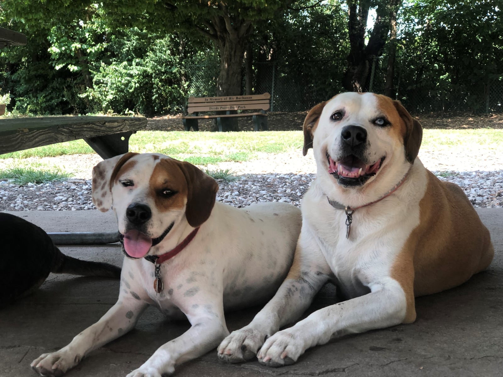 Two dogs hang out in the shade at Deeds Point Dog Park on Friday. CORNELIUS FROLIK / STAFF