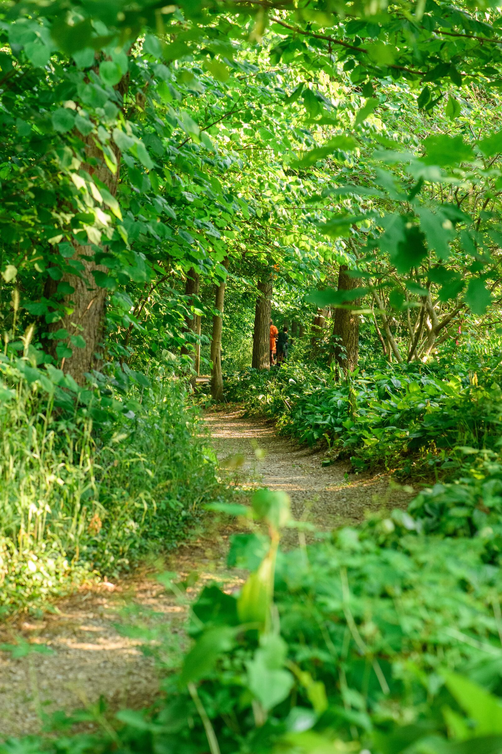 Visitors to Wegerzyn Gardens MetroPark can enjoy walks along a trail. CONTRIBUTED