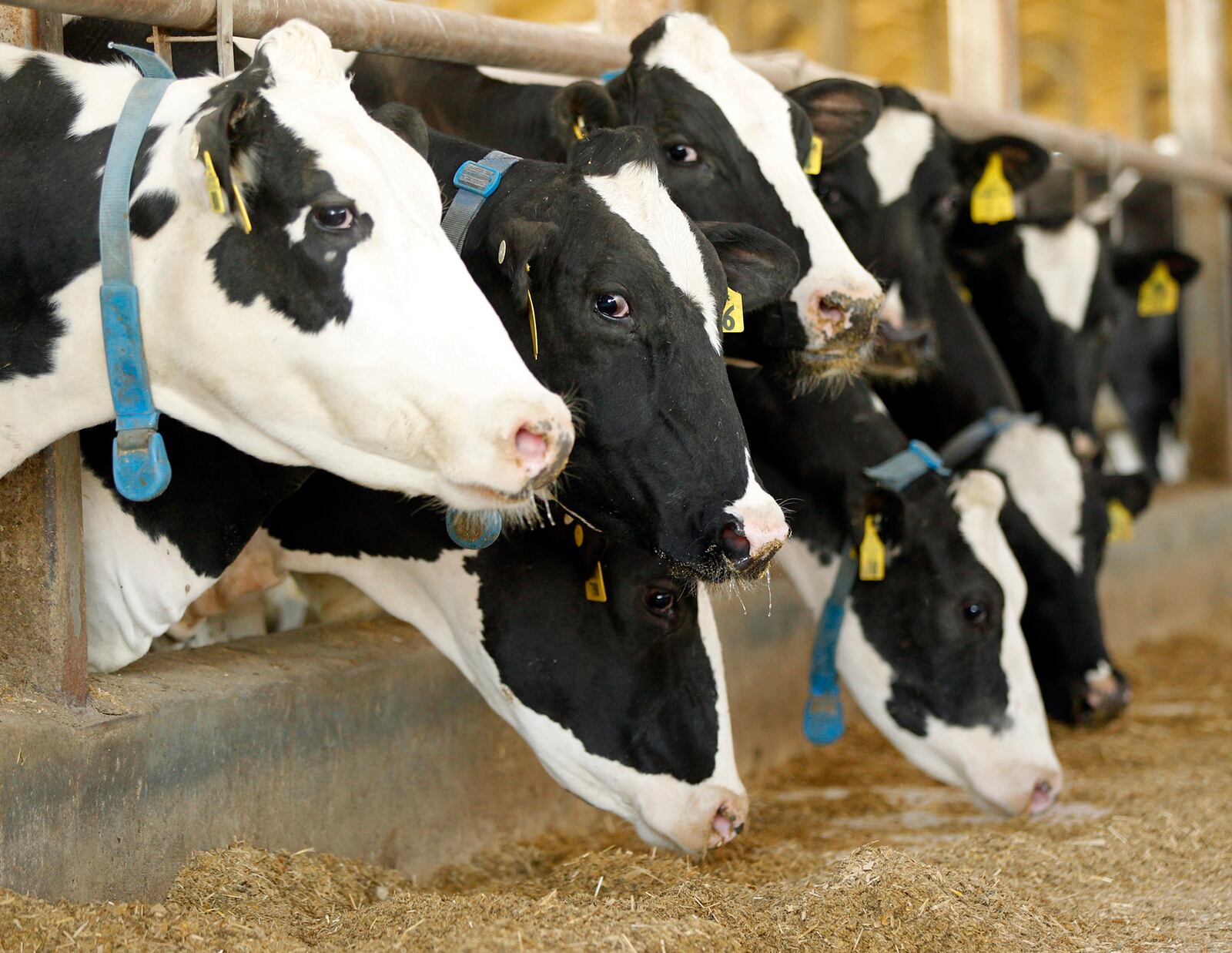 Holstein dairy cattle at the Buschur Dairy Farm in Darke County.  Some counties in Ohio have seen a decline in the number of dairy farms in the past few years.   TY GREENLEES / STAFF