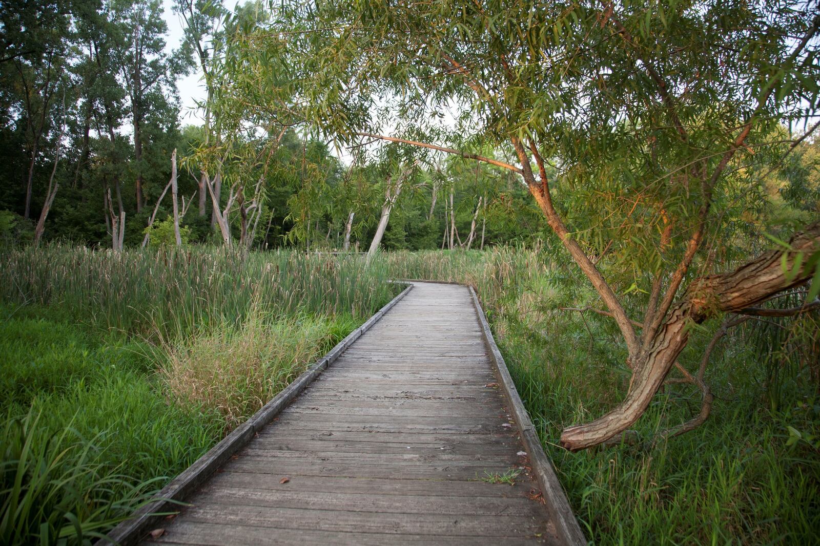 Carriage Hill’s boardwalk is the perfect place for a relaxing stroll. Source: Photo courtesy of Lauren Lemons/Five Rivers MetroParks