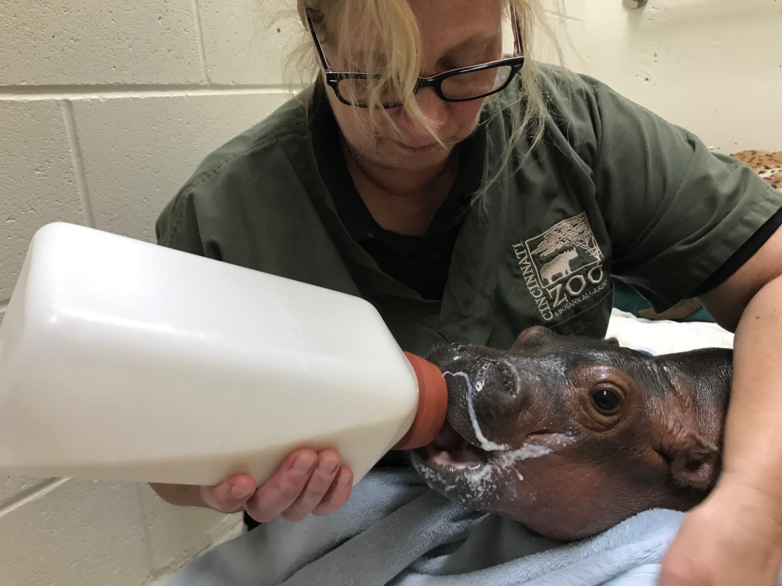 Fiona is bottle fed by Cincinnati Zoo staff. CINCINNATI ZOO